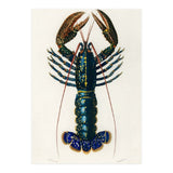 Crimson Crawfish illustrated (Print Only) thumbnail