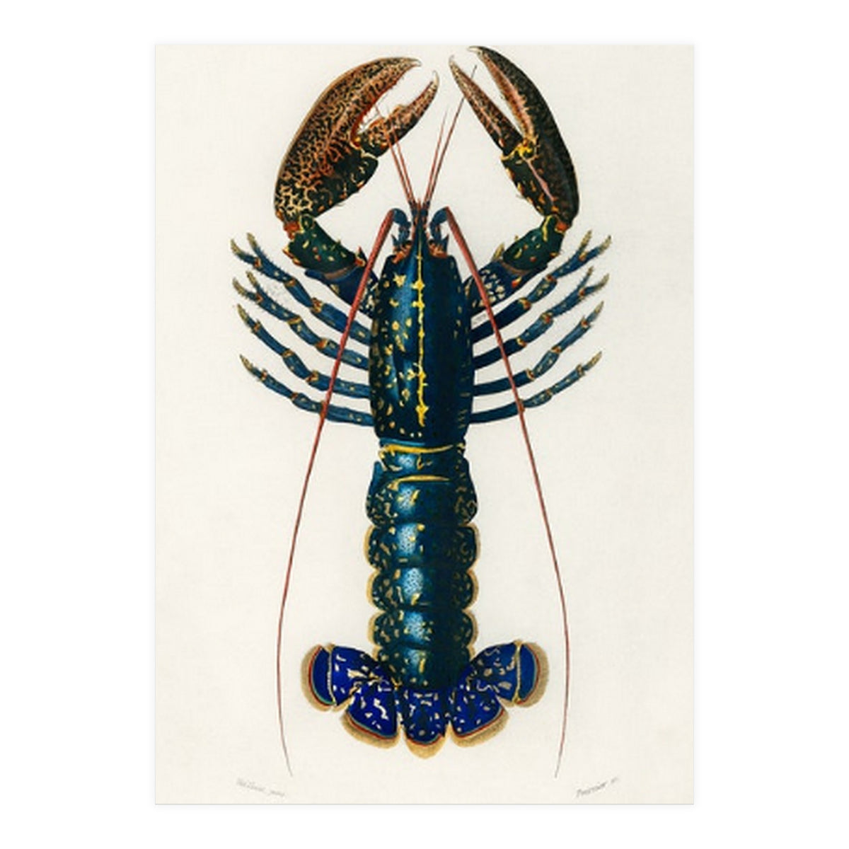 Crimson Crawfish illustrated (Print Only)