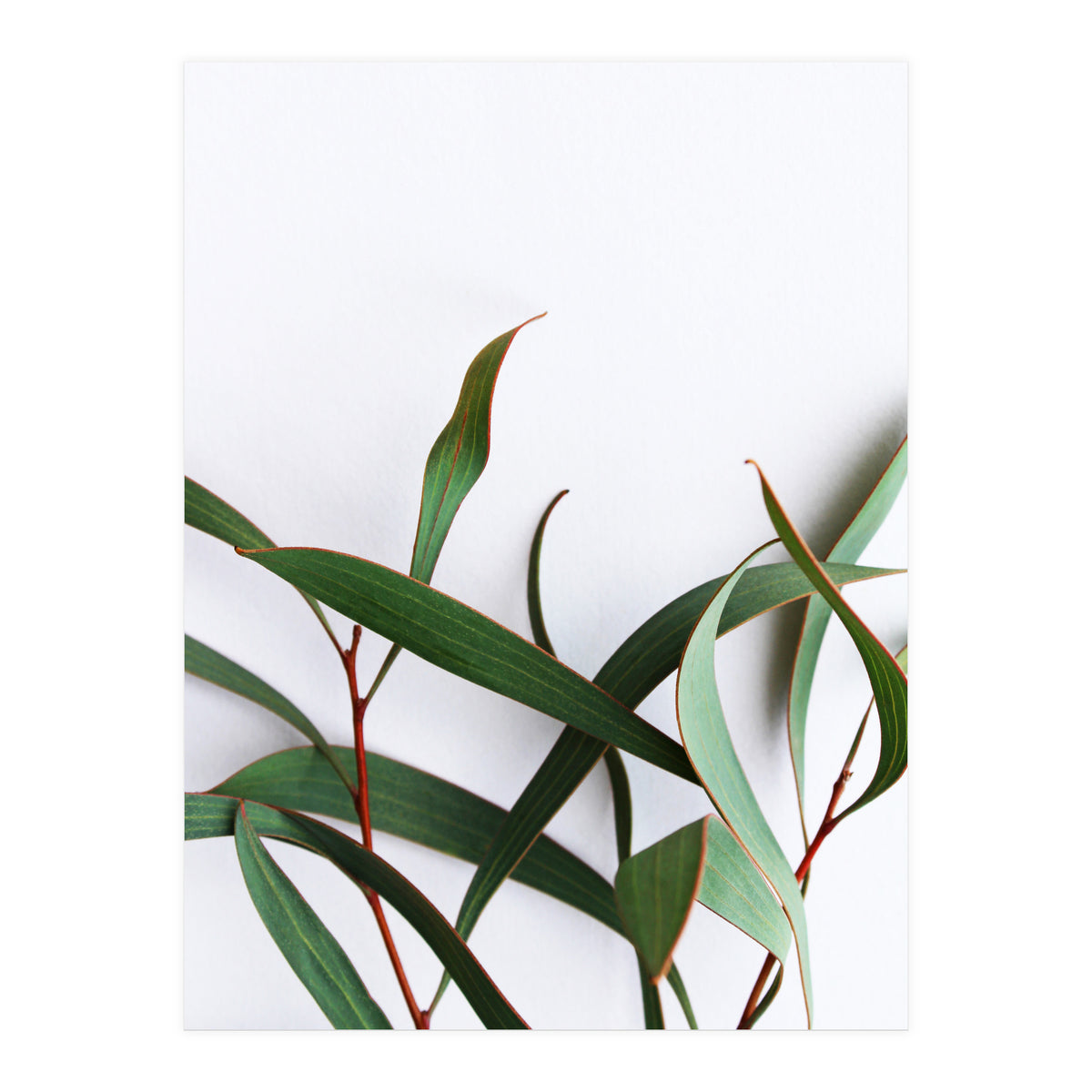 Green Eucalyptus leaves (Print Only)