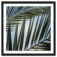 palm fronds