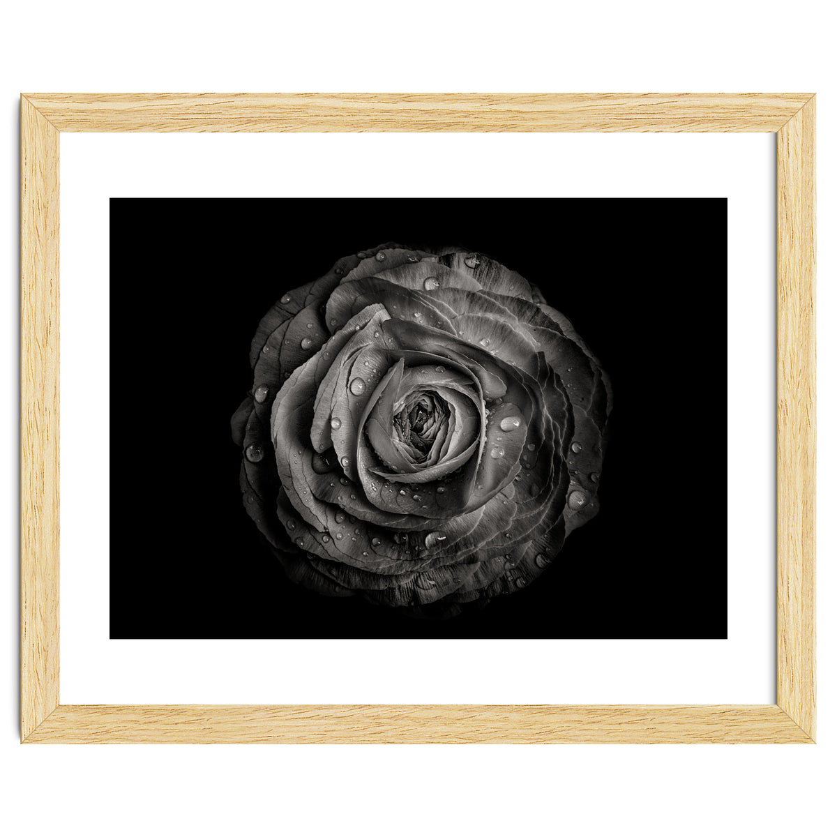 Backyard Flowers In Black And White 72