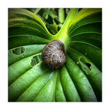 Snail on a hosta leaf (Print Only) thumbnail