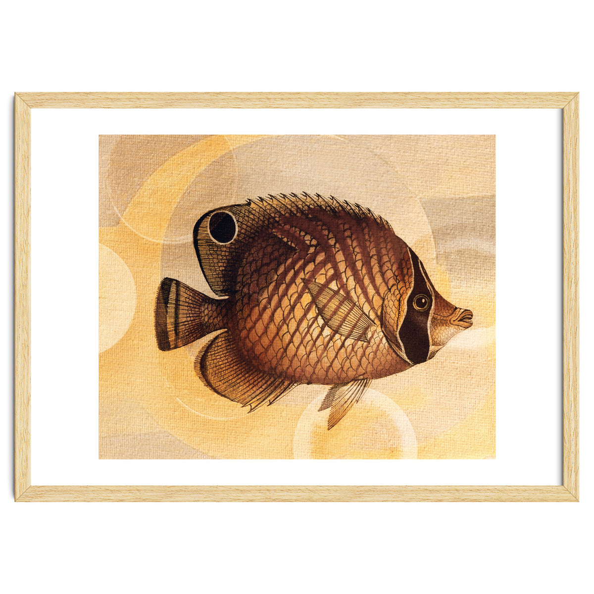 Fish Between Circles 3