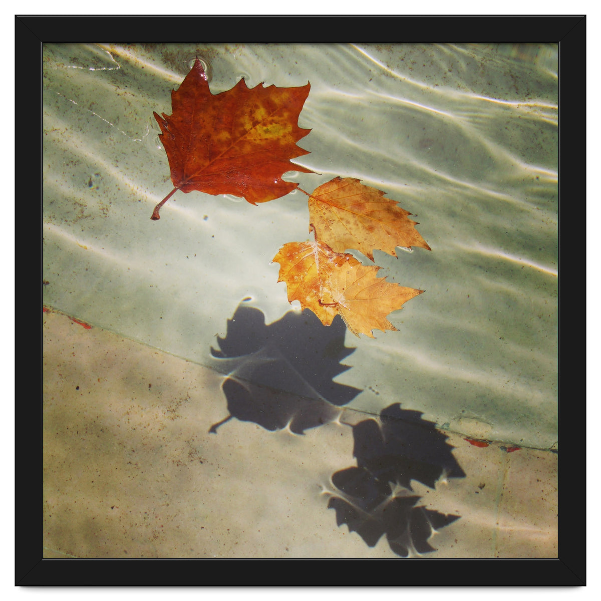Floating leaves