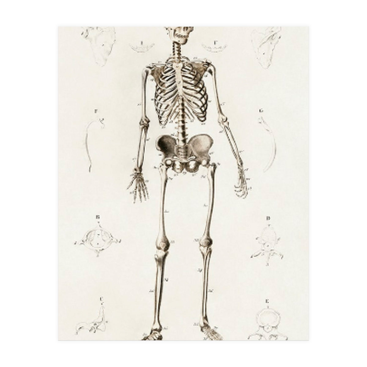 Human skeleton illustrated (Print Only)