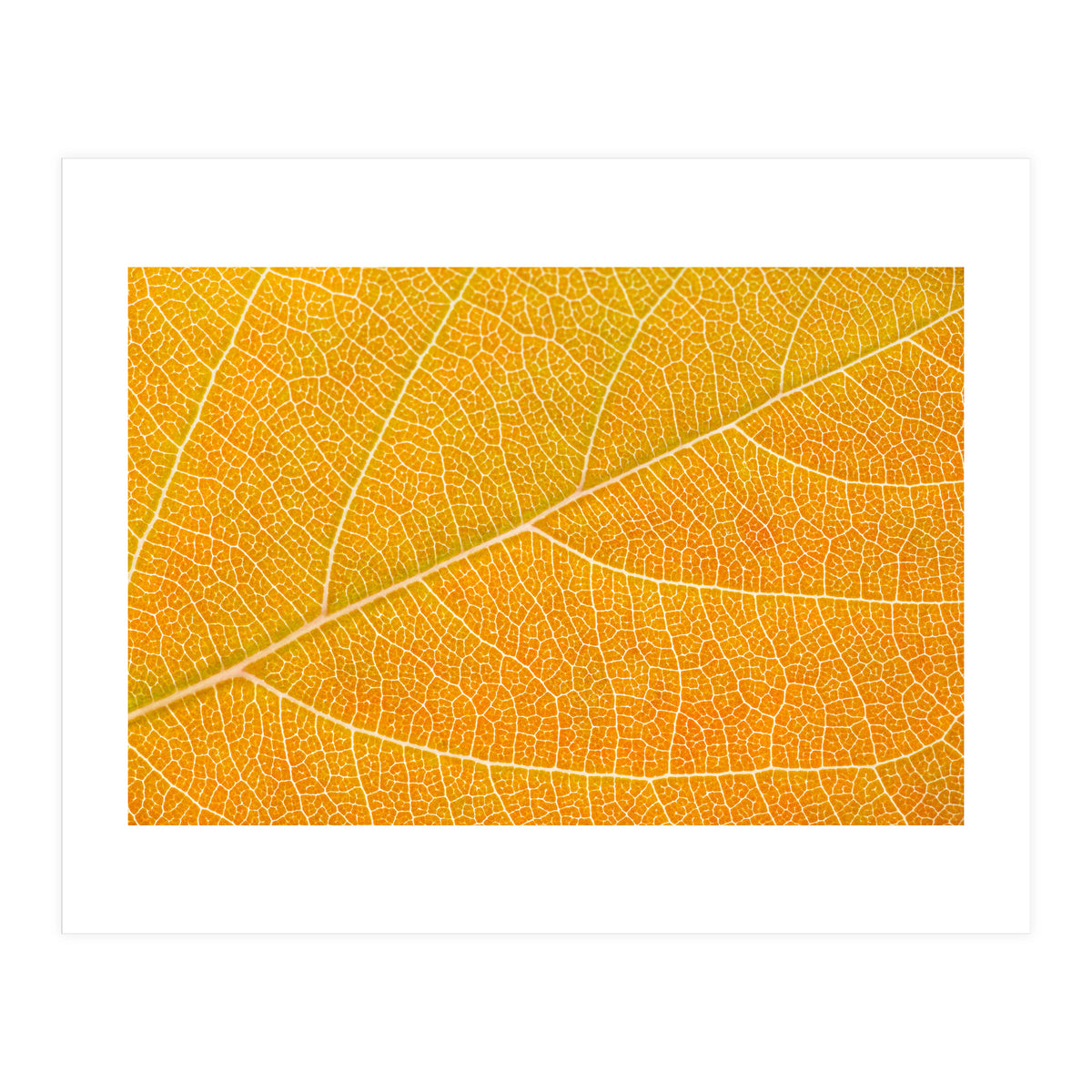 Autumn Leaf (Print Only)