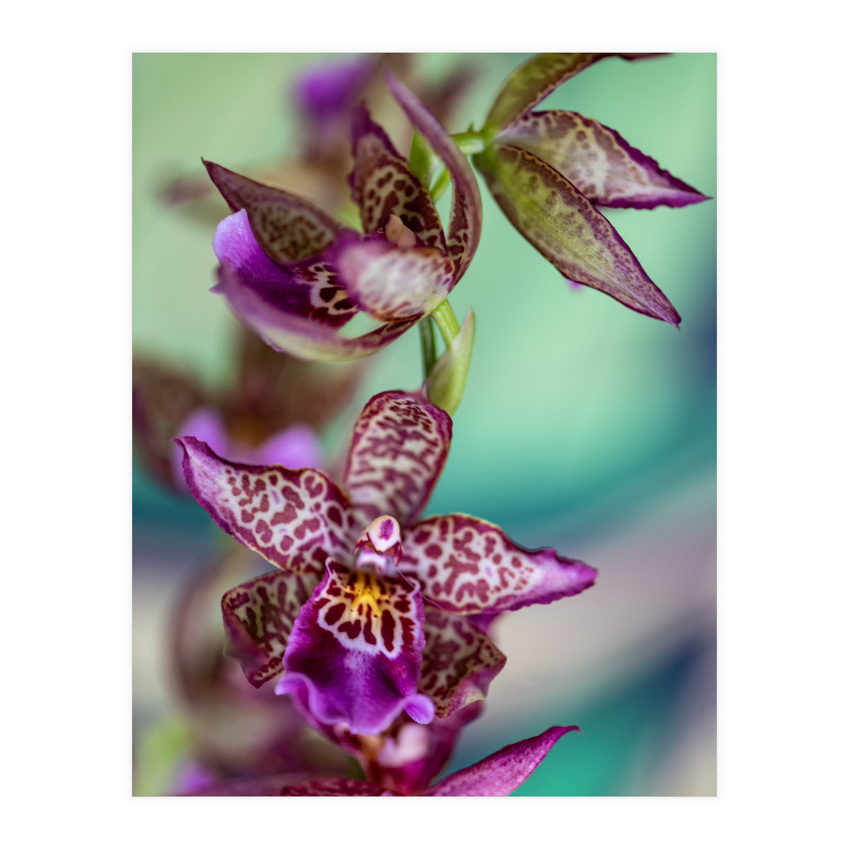 Orchidee Flower (Print Only)