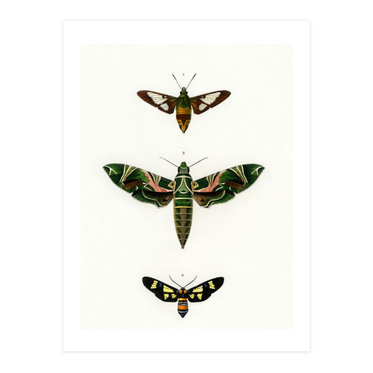 Different types of moths illustrated  (Print Only)