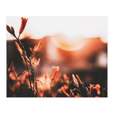 Nature (Print Only) thumbnail