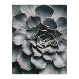pianta grassa (Print Only) thumbnail