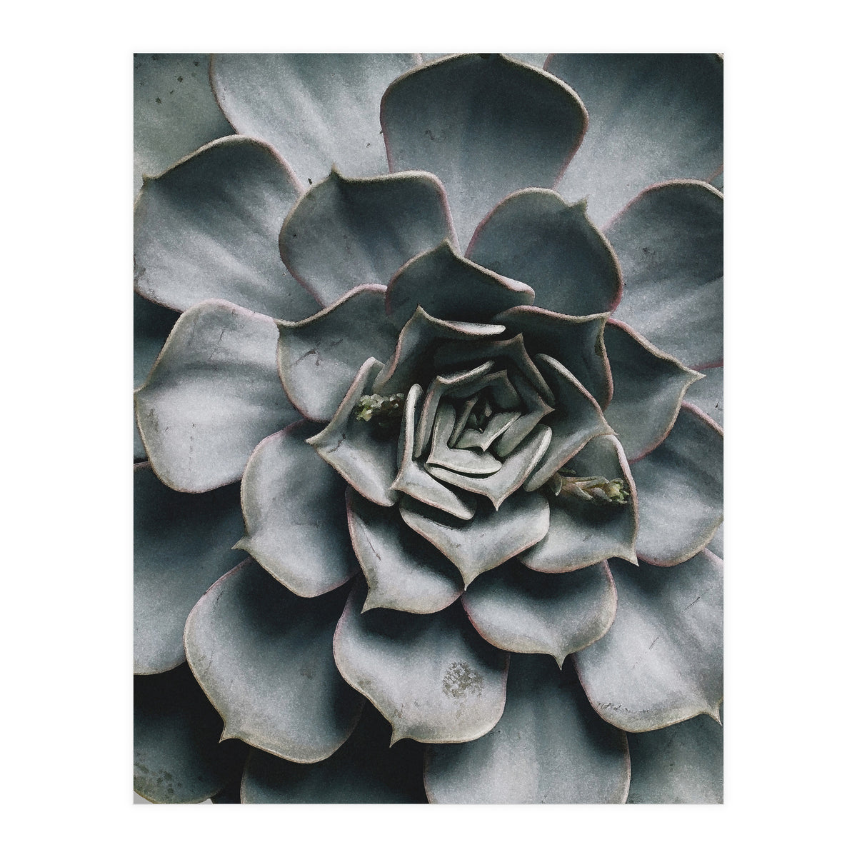 pianta grassa (Print Only)