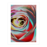 Rose (Print Only) thumbnail