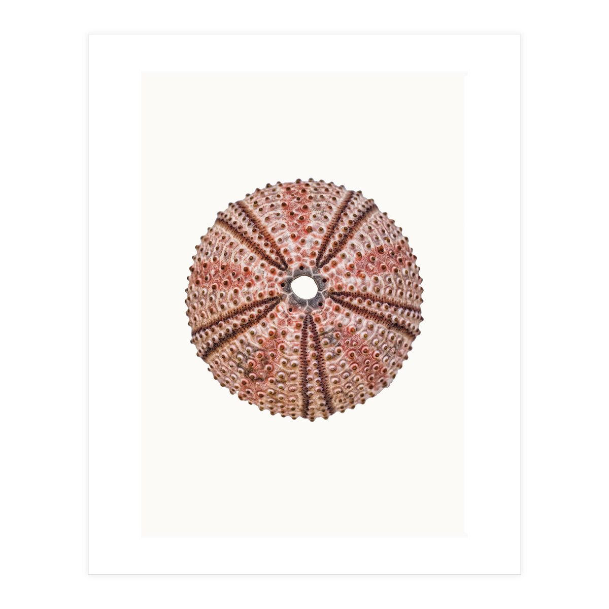 Cc Shell 04 (Print Only)