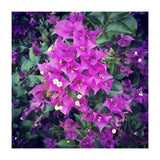 Purple Flowers (Print Only) thumbnail