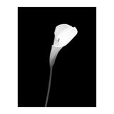 Calla | dark design (Print Only) thumbnail