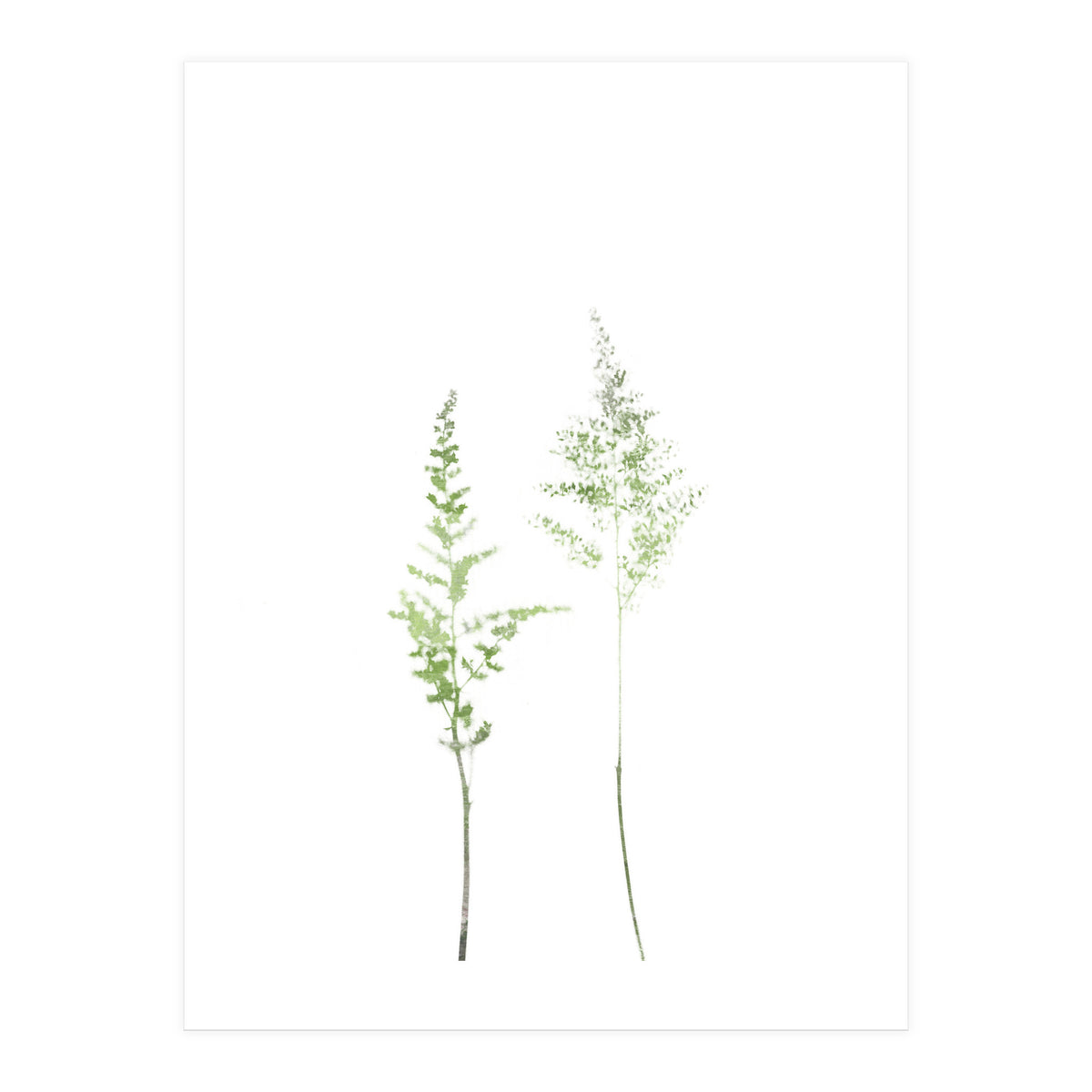 Olive Green Astilbe (Print Only)