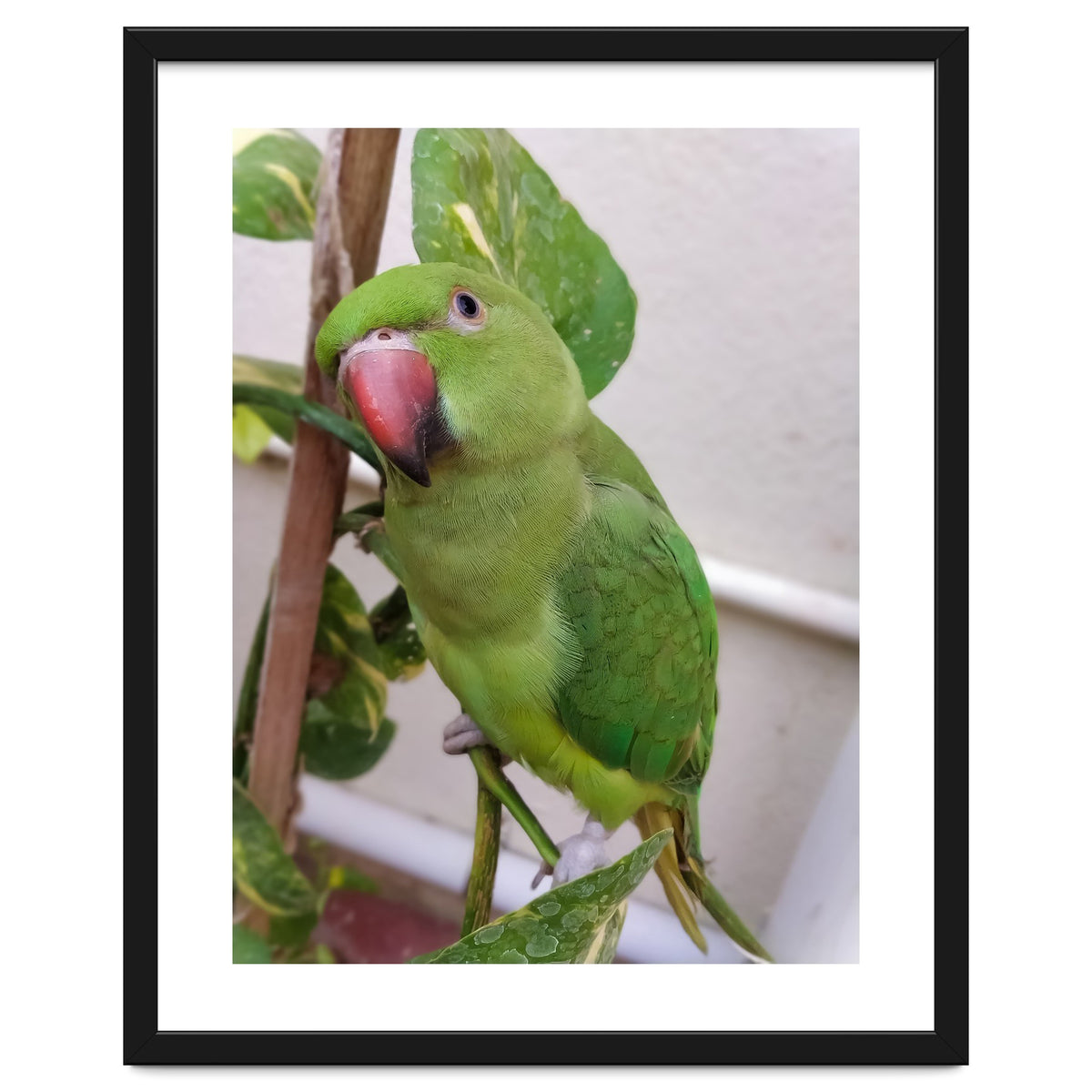 Posing Indian Parrot
