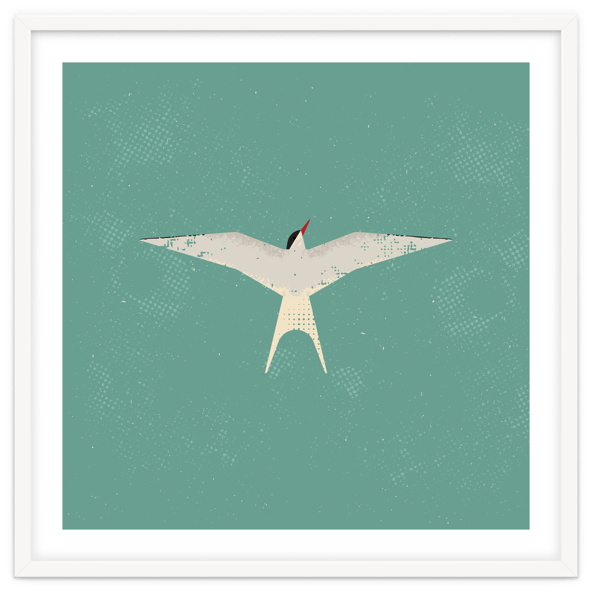 Arctic Tern