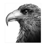 Harris's Hawk (Print Only) thumbnail