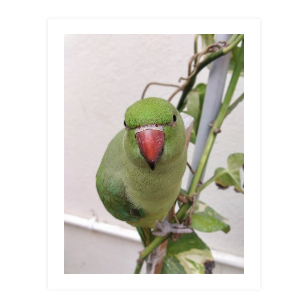 Attractive Indian Parrot (Print Only)