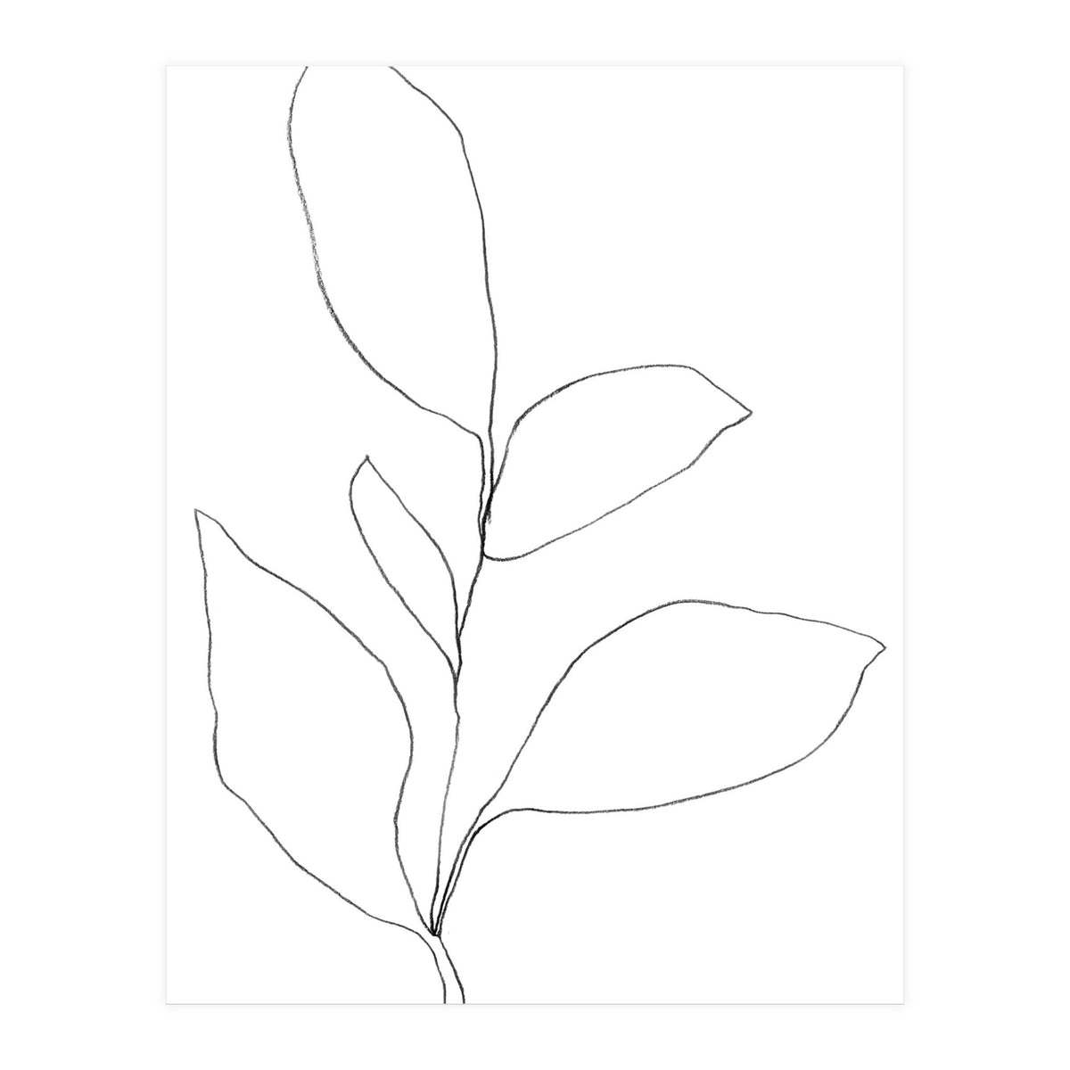 Five Leaf Plant (Print Only)