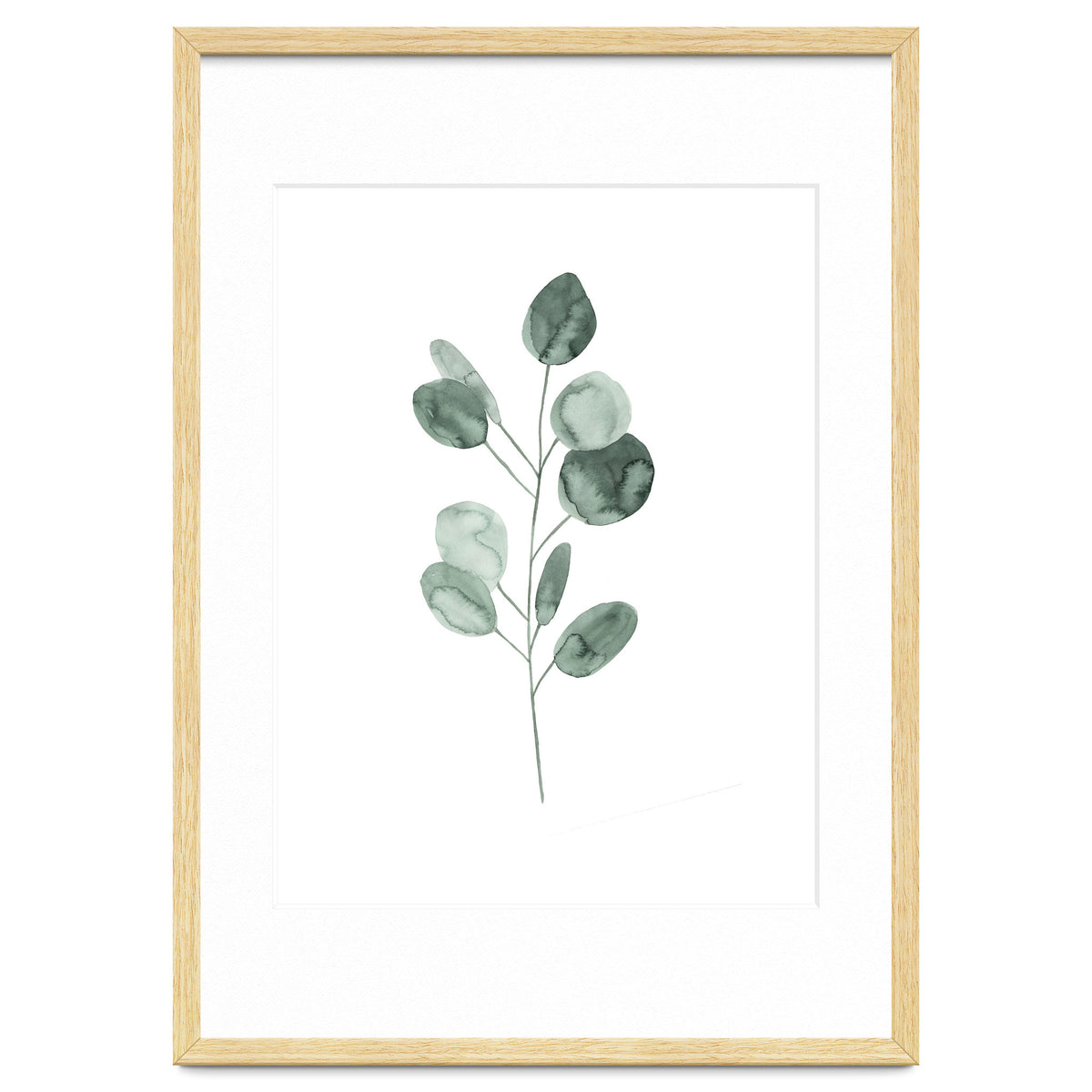 Botanical Illustration Eukalyptus2