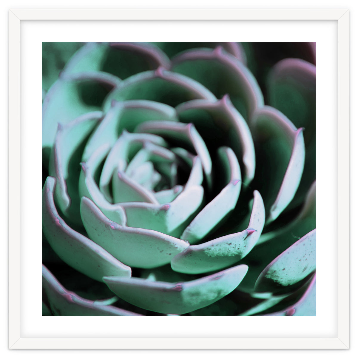 DARKSIDE OF SUCCULENTS III-A