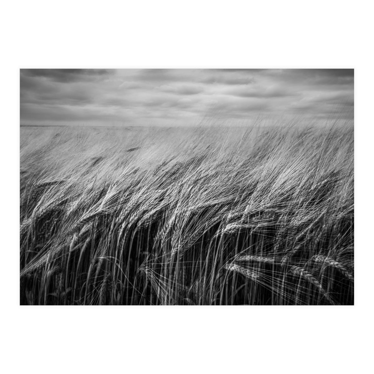 Moody Barley Field (Print Only)