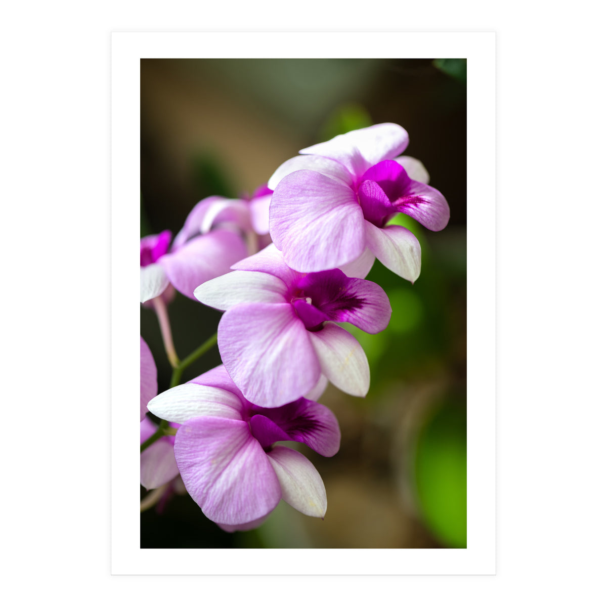 Orchidee (Print Only)