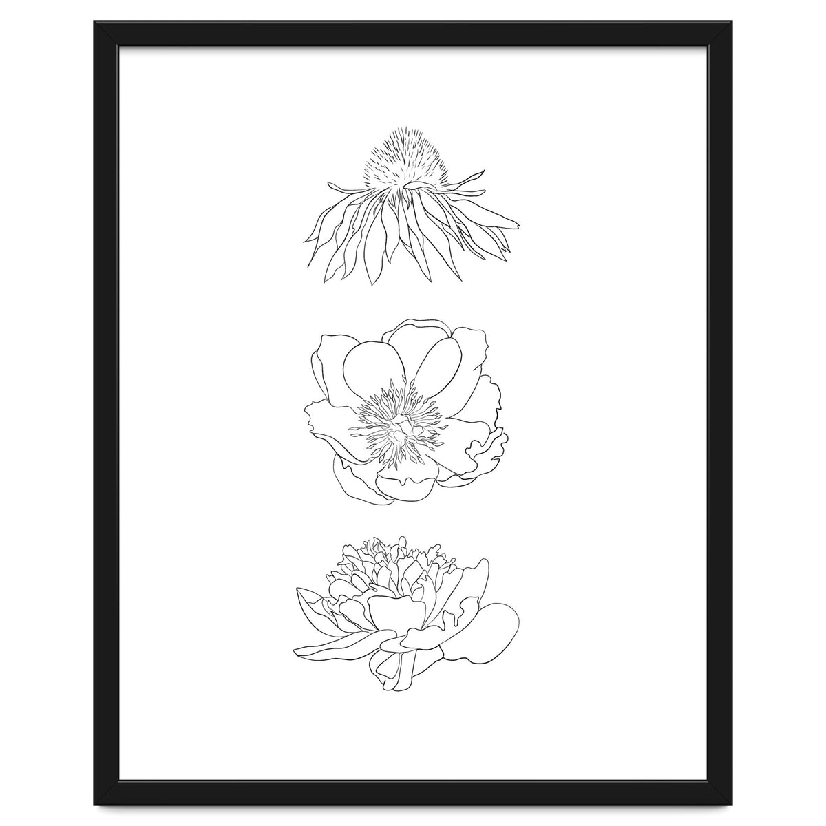 Hand Drawn Flowers