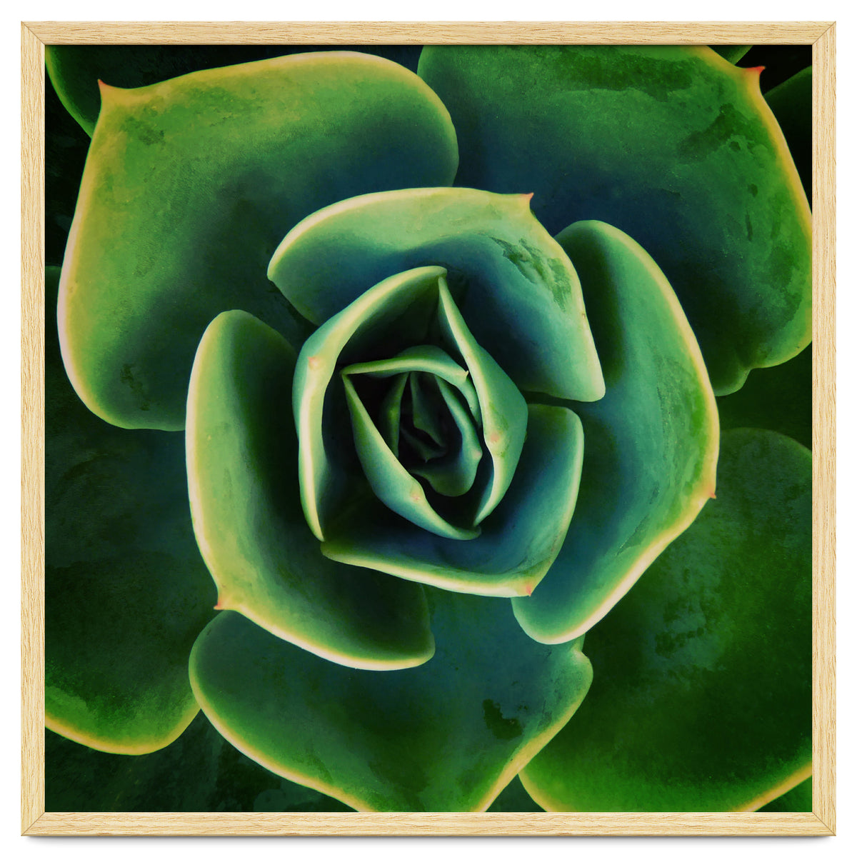 DARKSIDE OF SUCCULENTS XIII