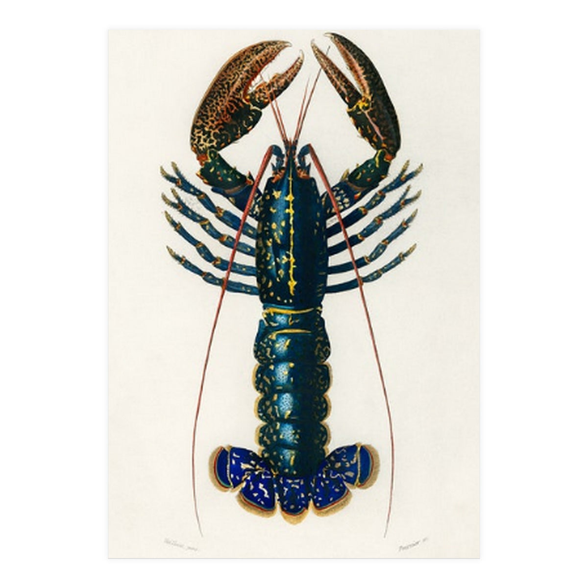 Crimson Crawfish illustrated (Print Only)