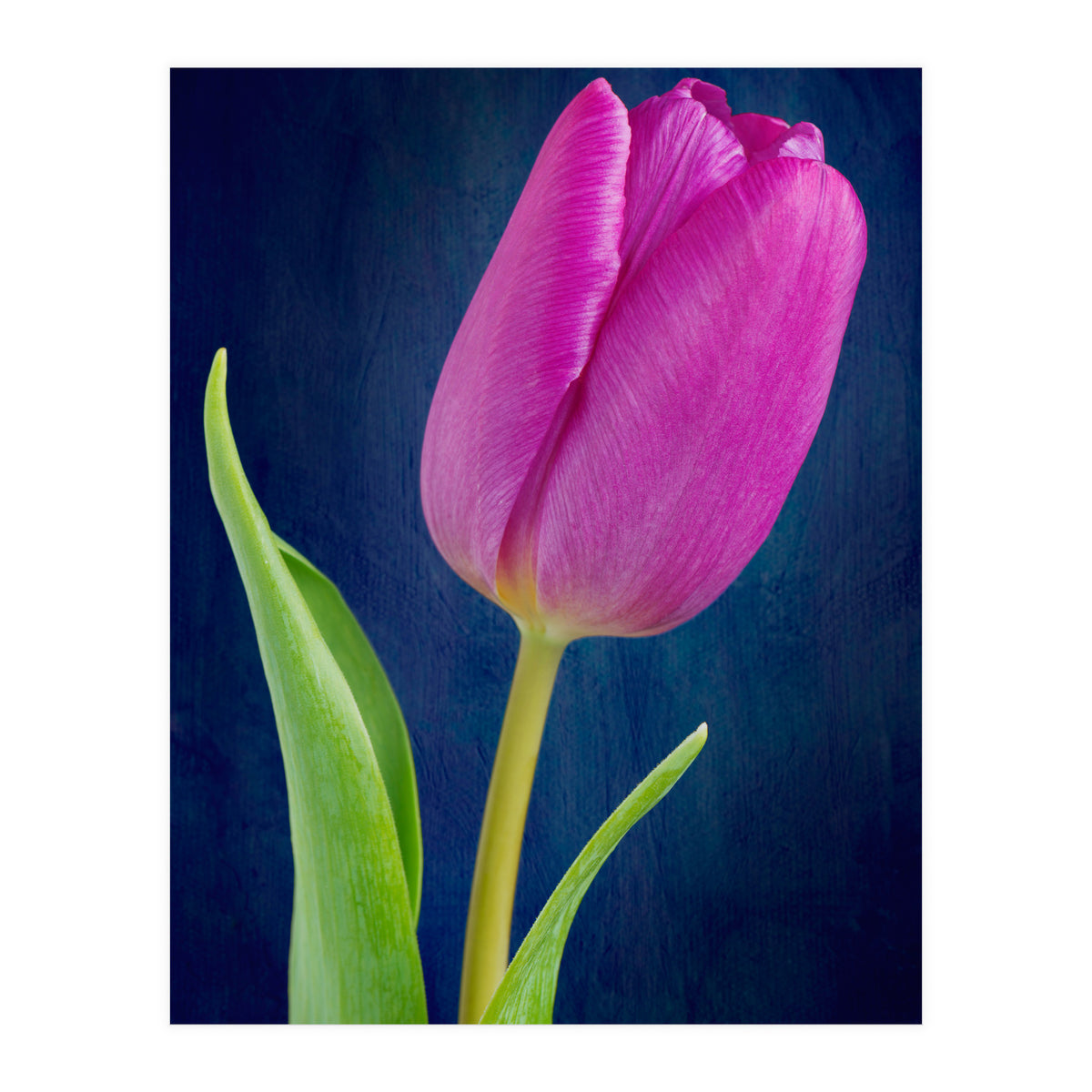 Tulip (Print Only)