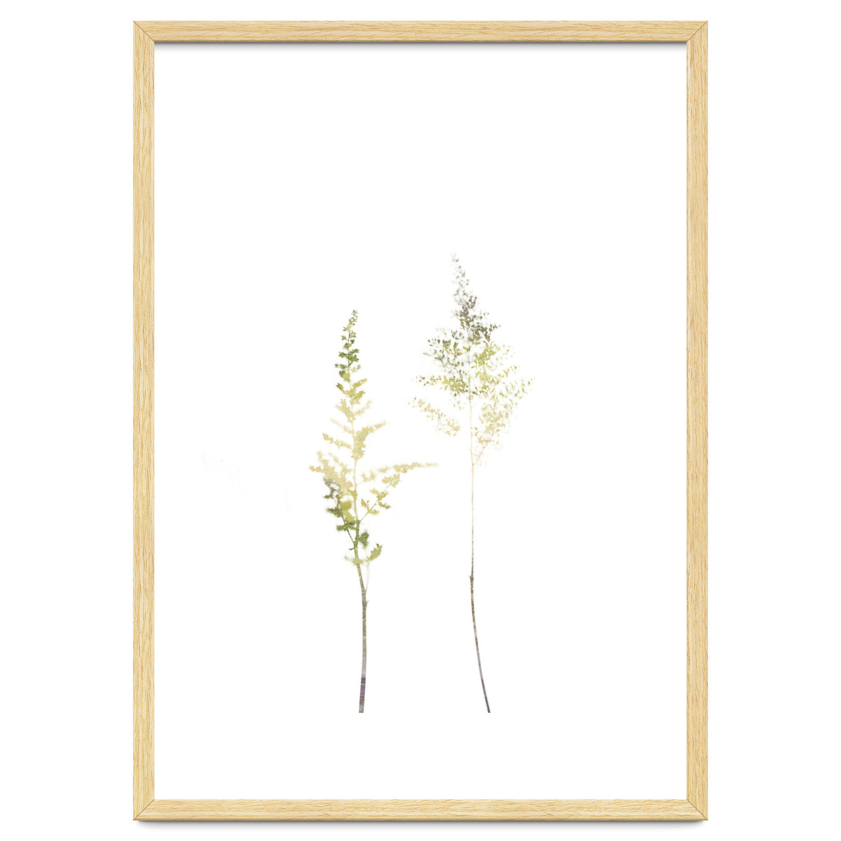 Neutral Astilbe