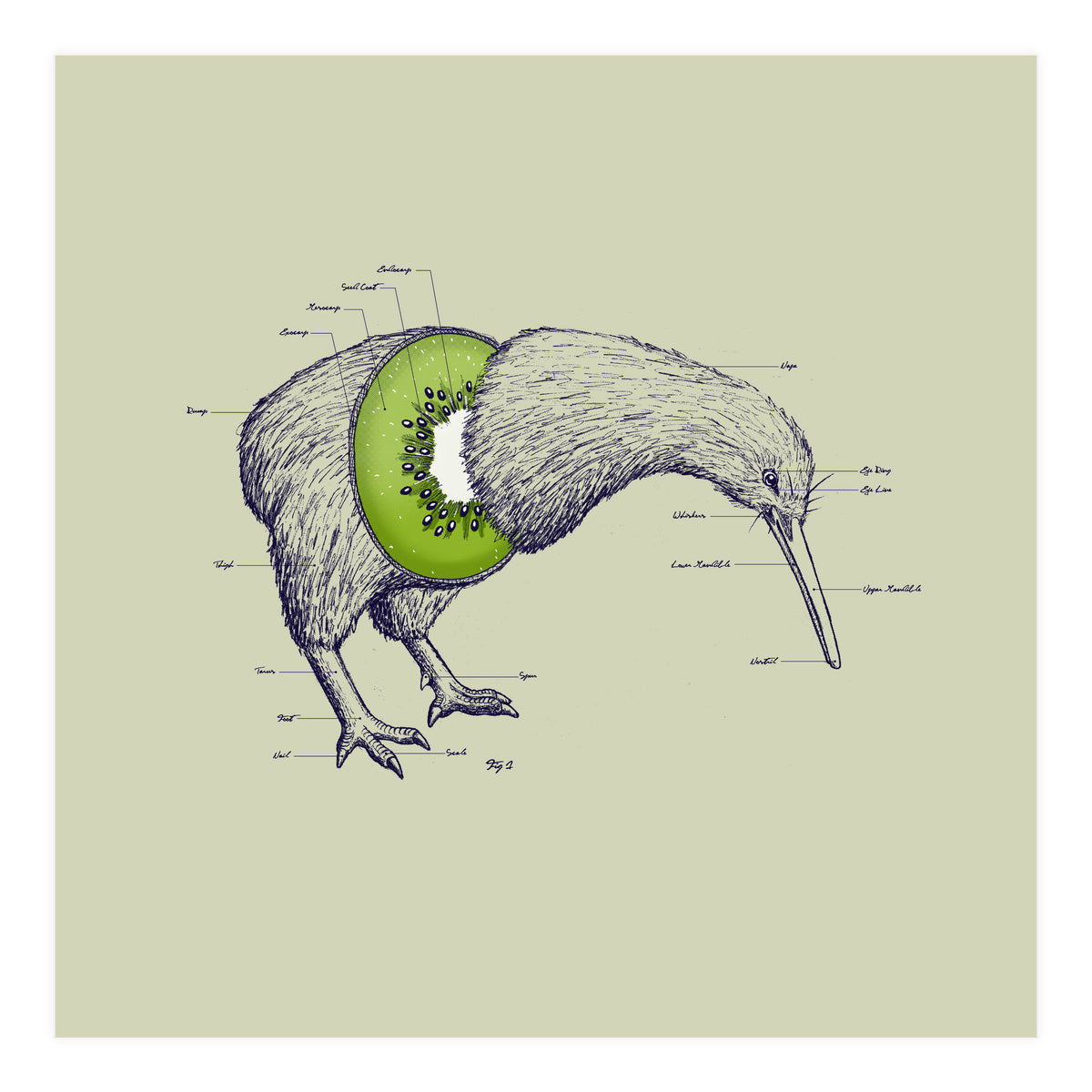 Kiwi Anatomy (Print Only)