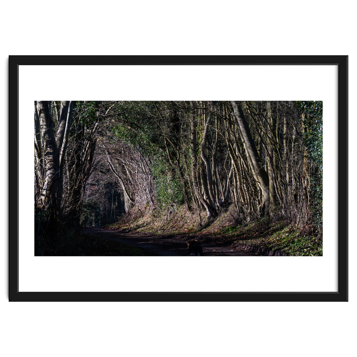 Sunlit Tunnel of Trees