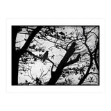 Black raven (Print Only) thumbnail