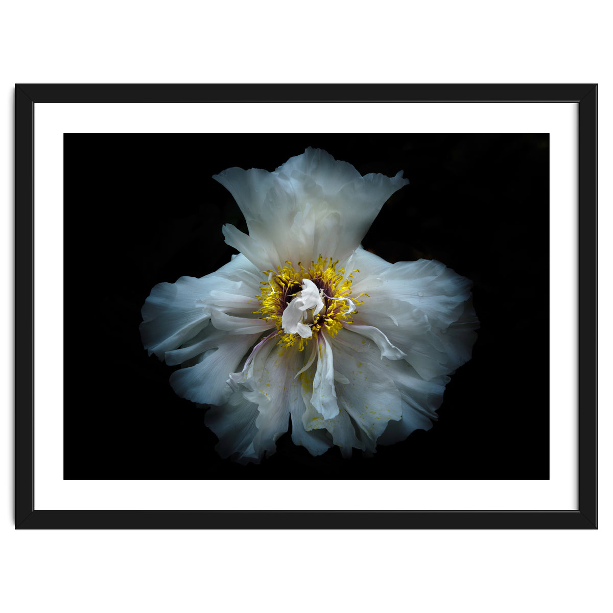 Backyard Flowers 49 Color Version