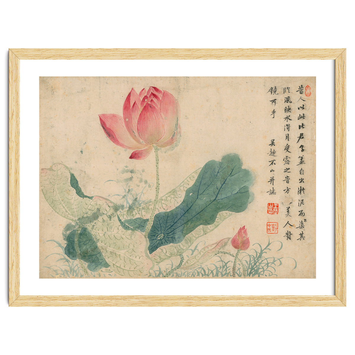 Qing Wangwu Flower album, lotus, lotus leaf, pond, copy of water grass
