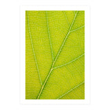 Autumn Leaf (Print Only) thumbnail