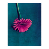 Gerbera for love (Print Only) thumbnail