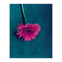 Gerbera for love (Print Only)