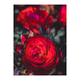 Dark Red (Print Only) thumbnail