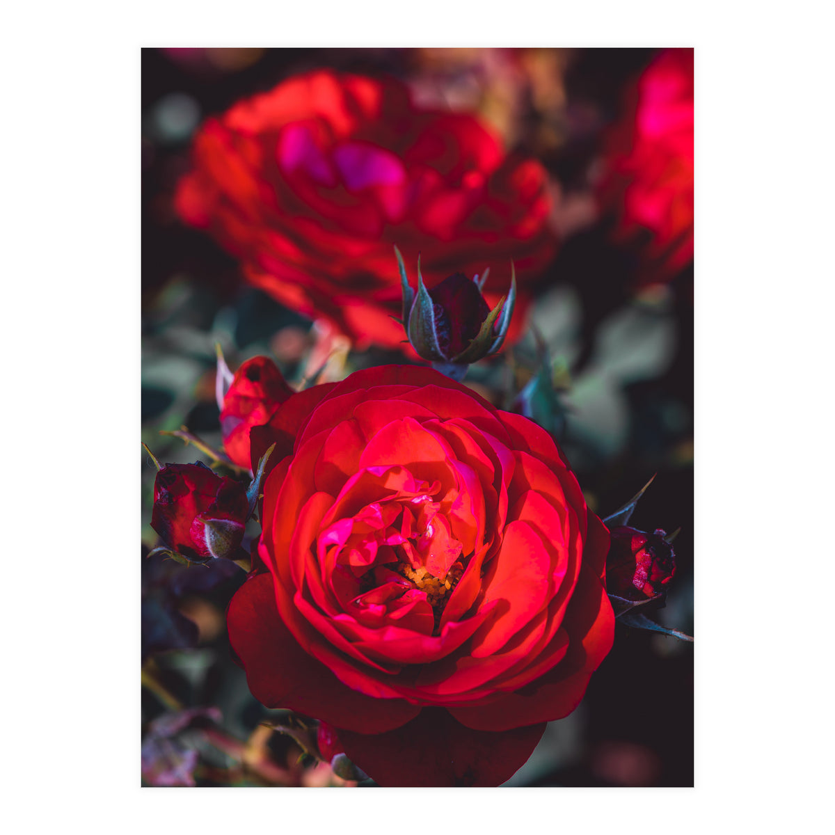 Dark Red (Print Only)