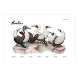 Boobies (Print Only) thumbnail