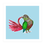 Preening green-cheeked conure (Print Only) thumbnail