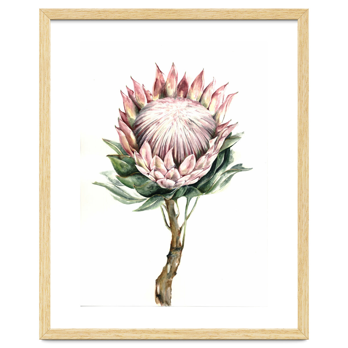 Protea