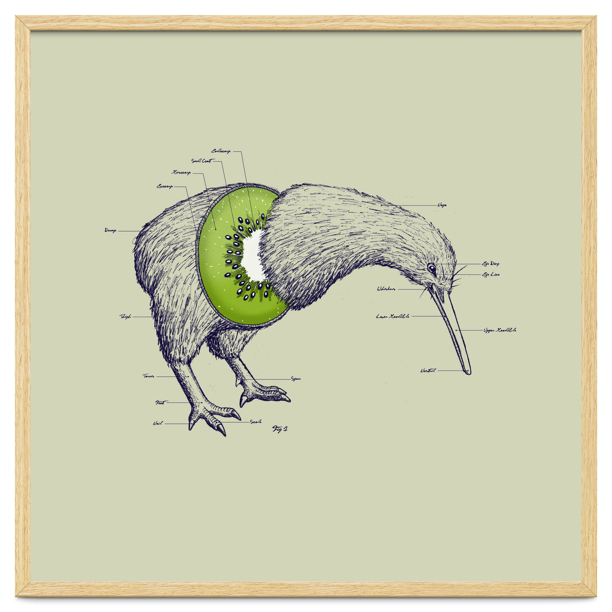 Kiwi Anatomy