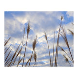 Autumn Grass (Print Only) thumbnail