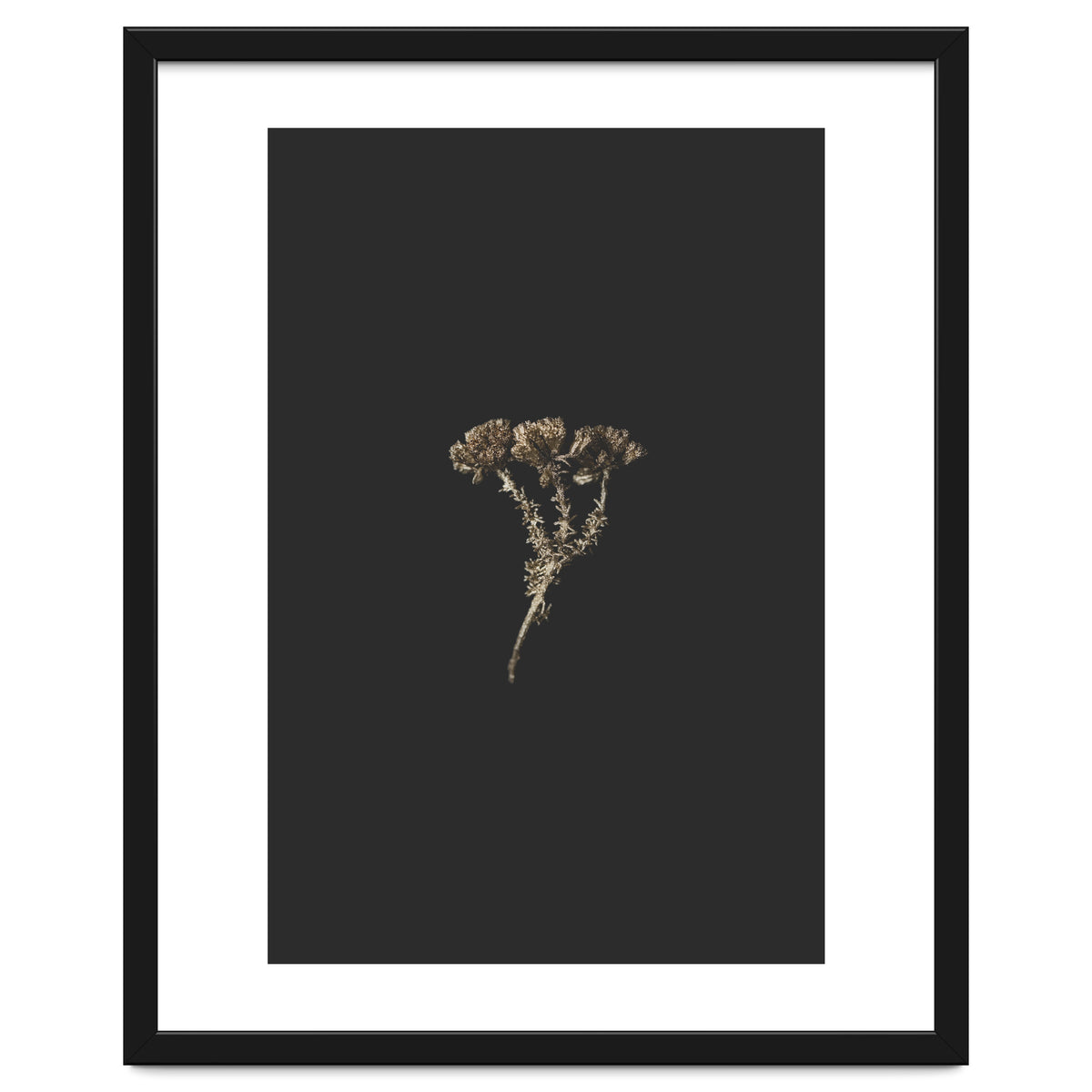 Gold Burst Botanicals